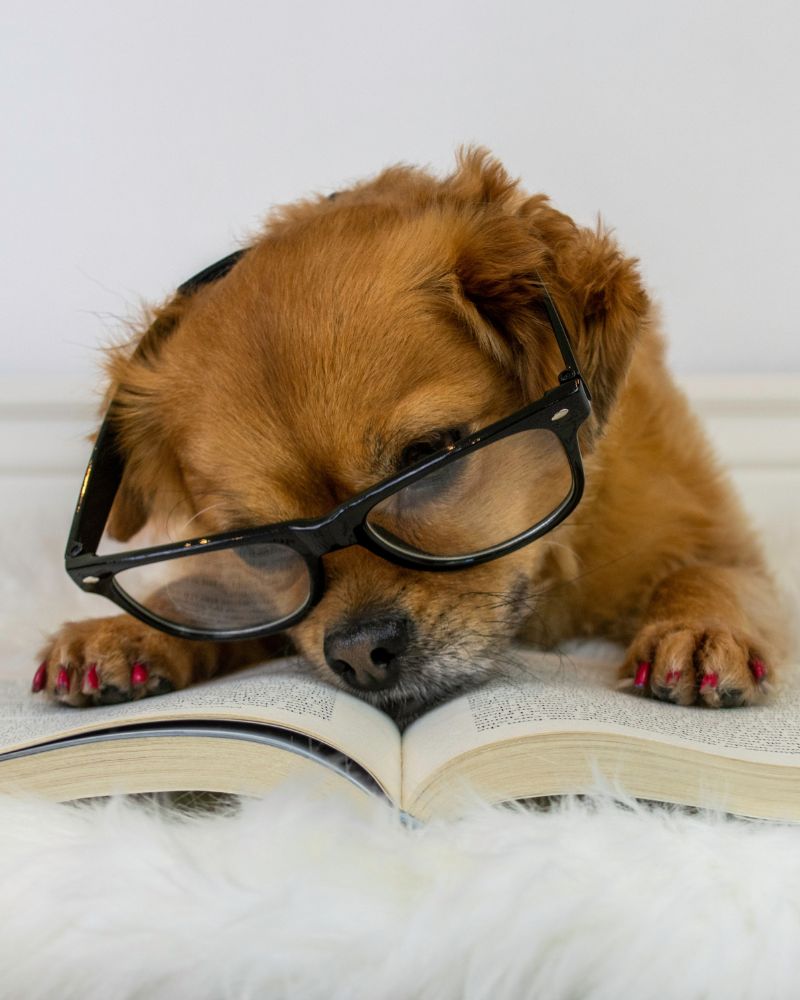 I Migliori Libri Sui Cani Blog Aniwell