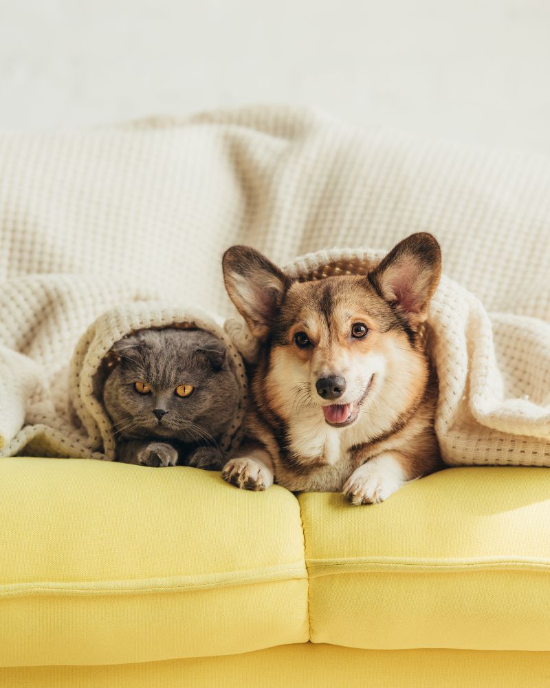 Quali Sono I Rischi Nellacquistare Un Cane O Un Gatto Come Far Valere