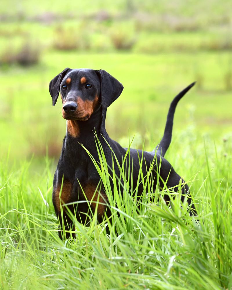 Il cane si morde la coda comportamento buffo o segnale di malessere