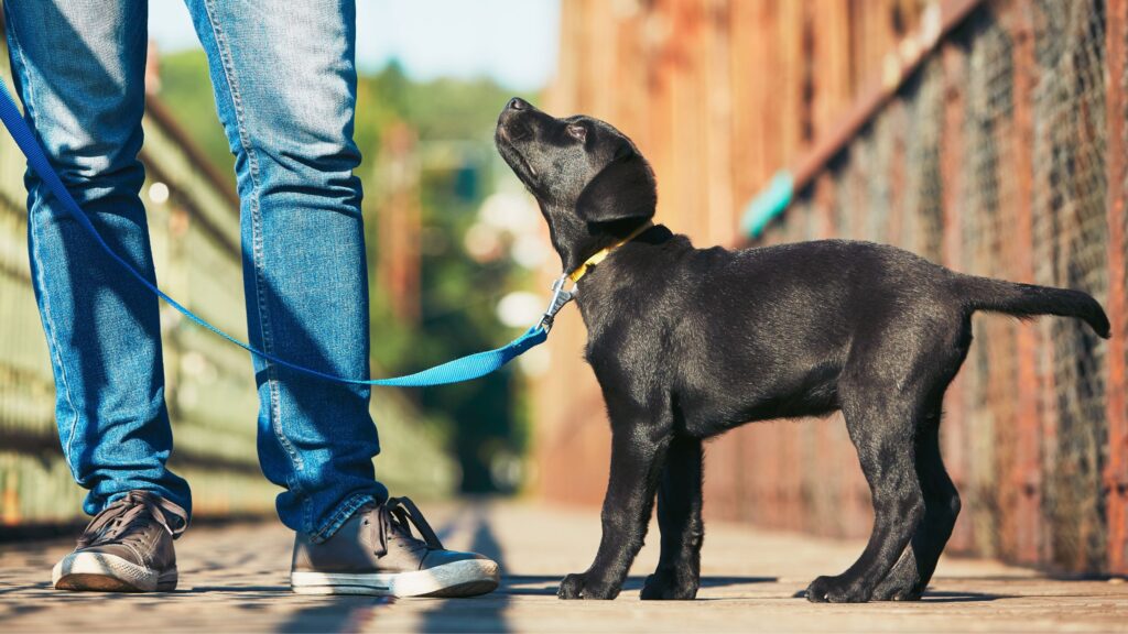 Quante volte al giorno bisognerebbe uscire in passeggiata con il proprio cane? Dipende dall'età.