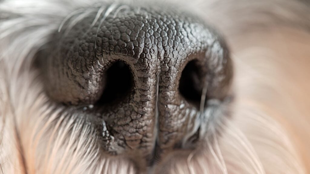 Per il cane, il naso e l'olfatto sono molto importanti: è così che vedono il mondo.