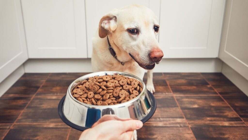 Scegli le crocchette Aniwell: tutta la bontà e il benessere del biologico al servizio del tuo cane. Non dare al tuo cane cibo industriale, pieno di appetizzanti e altre sostanze chimiche dannose per la sua salute.