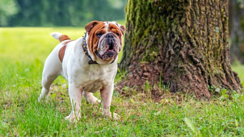 Cani "con le rughe": il bulldog inglese