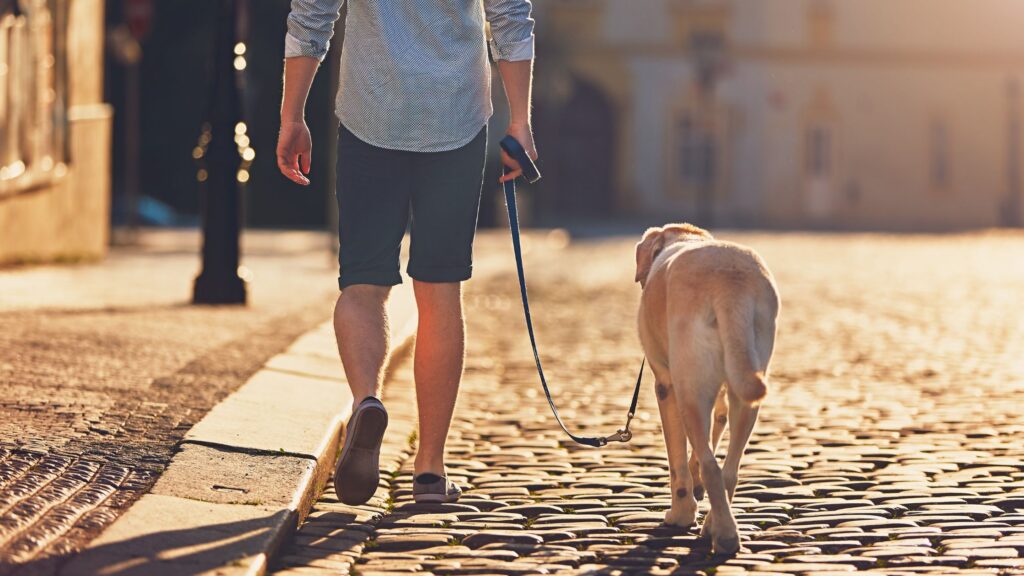 Quante volte al giorno bisognerebbe uscire in passeggiata con il proprio cane? Dipende dall'età del cane, dal suo stile di vita e dalle condizioni atmosferiche.