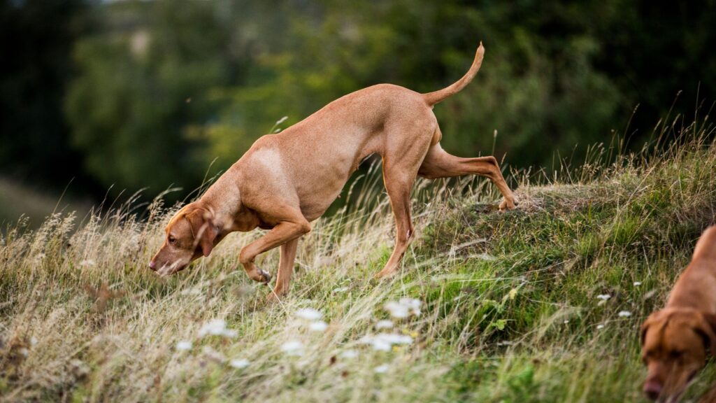 Per il cane, il naso e l'olfatto sono molto importanti: è così che vedono il mondo.