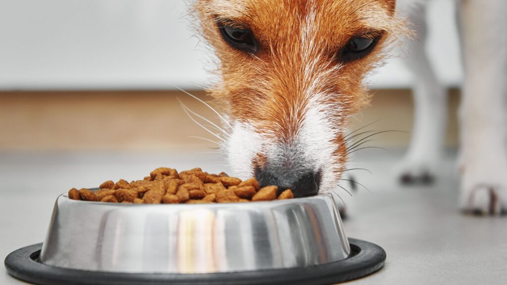 Scegli le crocchette Aniwell: tutta la bontà e il benessere del biologico al servizio del tuo cane, per una dieta equilibrata e gustosa