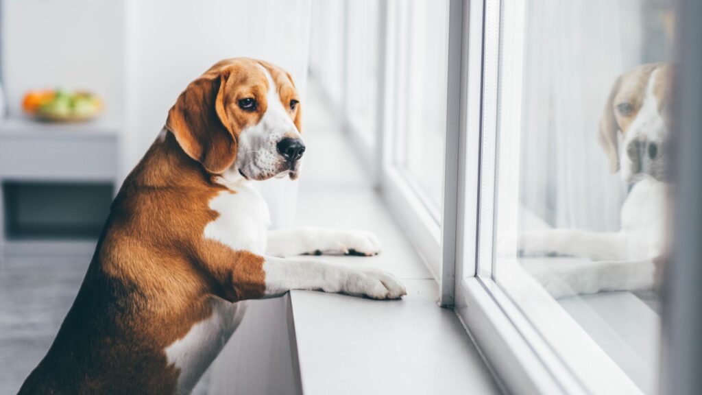 Uno delle cause del comportamento distruttivo del tuo cane potrebbe essere lo stress da abbandono