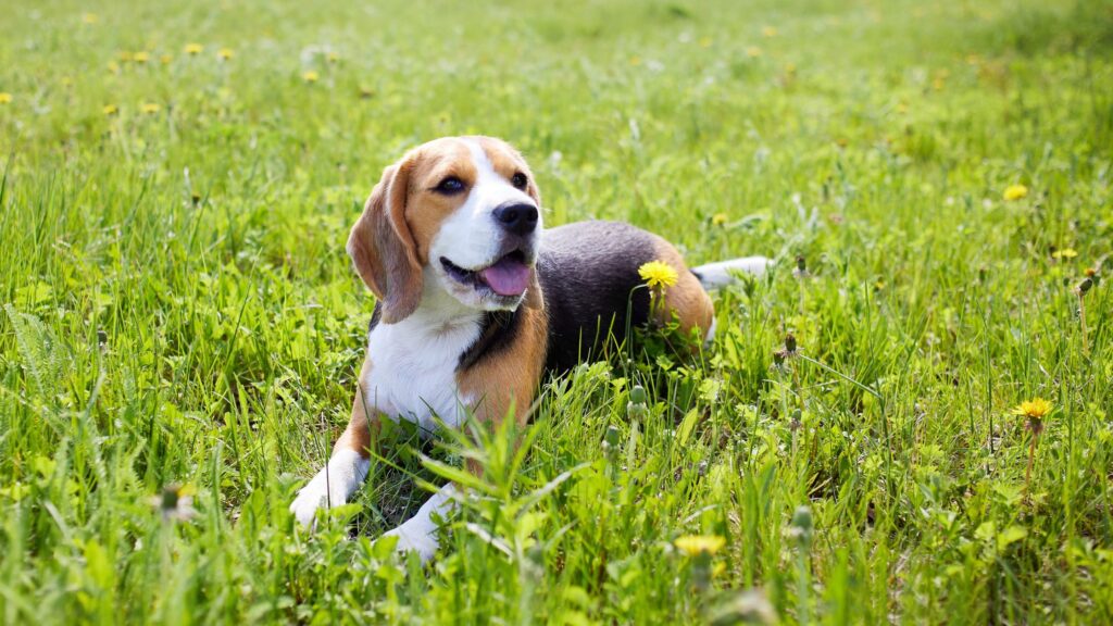 In primavera, attenzione a zecche, pulci, zanzare e altri parassiti. Anche se sembrano innocui, in realtà potrebbero causare gravi problemi di salute al vostro cane.