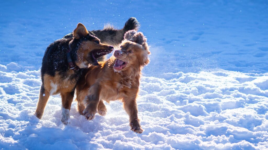 Scopri quali sono le cose da fare, e quelle assolutamente da non fare, nel caso in cui il tuo cane si ritrovasse coinvolto in una zuffa.