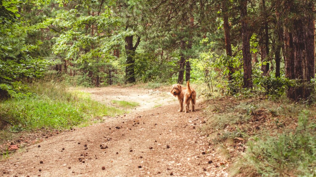 Se trovi un cane abbandonato, non portarlo a casa con te. Chiama le autorità, che lo prenderanno in carico e, se effettivamente è un cane senza padrone, potrai adottarlo dopo dieci giorni.