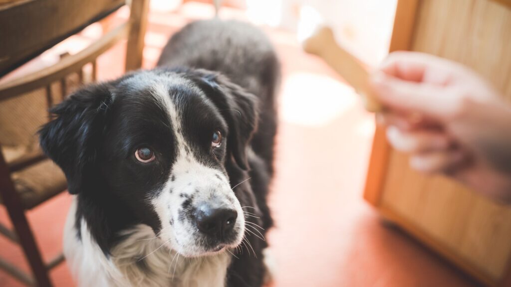 Se il tuo cane si mostra calmo, premialo!