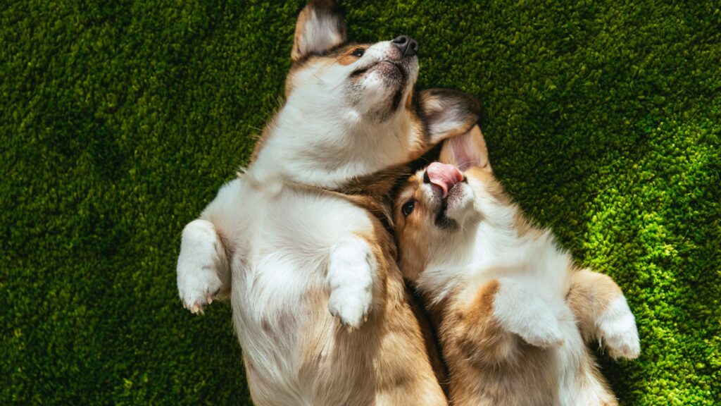 La primavera è la stagione degli amore! Quindi non allarmatevi se il vostro cane si comporta in modo un po' strano.