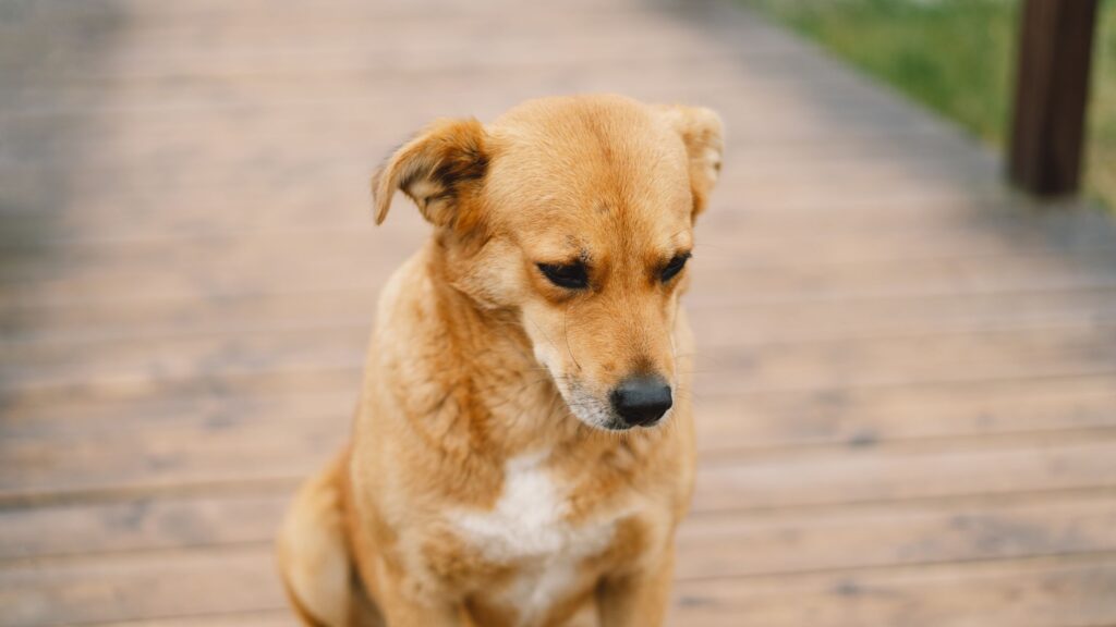 Attenzione: se incontri un cane abbandonato in autostrada non fermarti a soccorrerlo, potrebbe essere pericoloso, ma chiama subito le autorità.