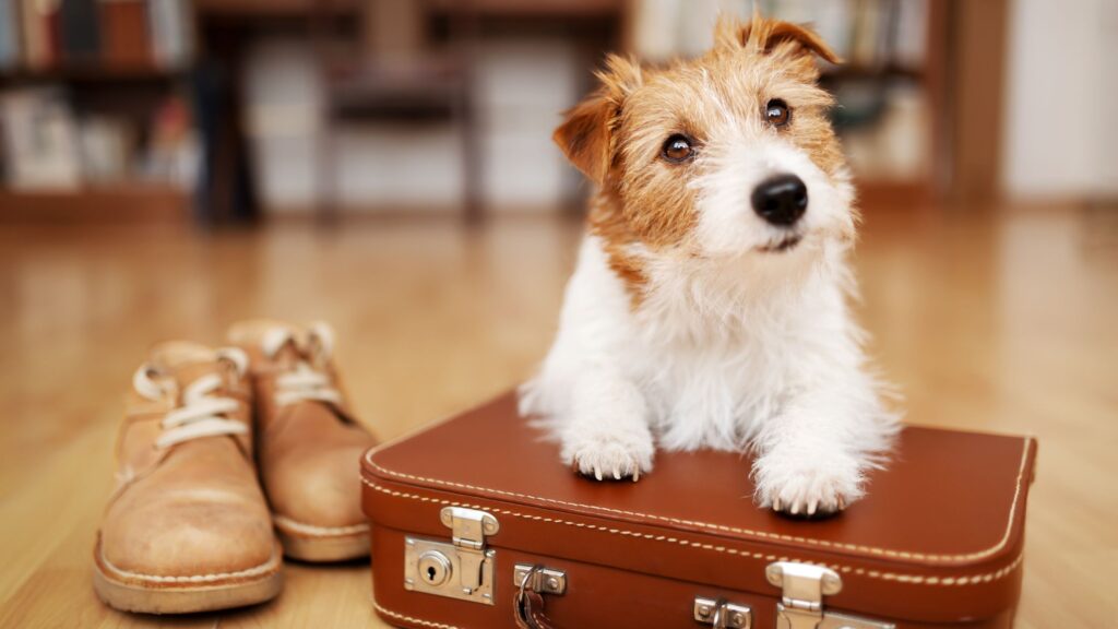 Gli hotel pet friendly  non solo accettano animali domestici, ma offrono anche specifici servizi pensati appositamente per chi trascorre le vacanze con il proprio amico a quattro zampe.