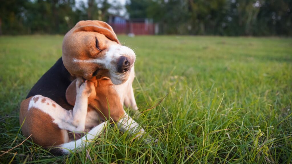 Il primo e più forte campanello d’allarme che ti segnala la presenza di pulci sul tuo cane è vederlo grattarsi continuamente, con insistenza ed energia.