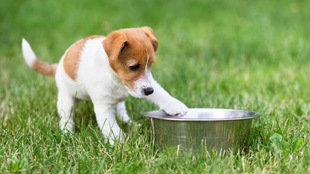 nel pet food biologico, non troverete additivi artificiali, ma esclusivamente ingredienti naturali che non hanno subito alcun trattamento chimico durante tutto il loro ciclo di lavorazione, e che sono a loro volta certificati come biologici.