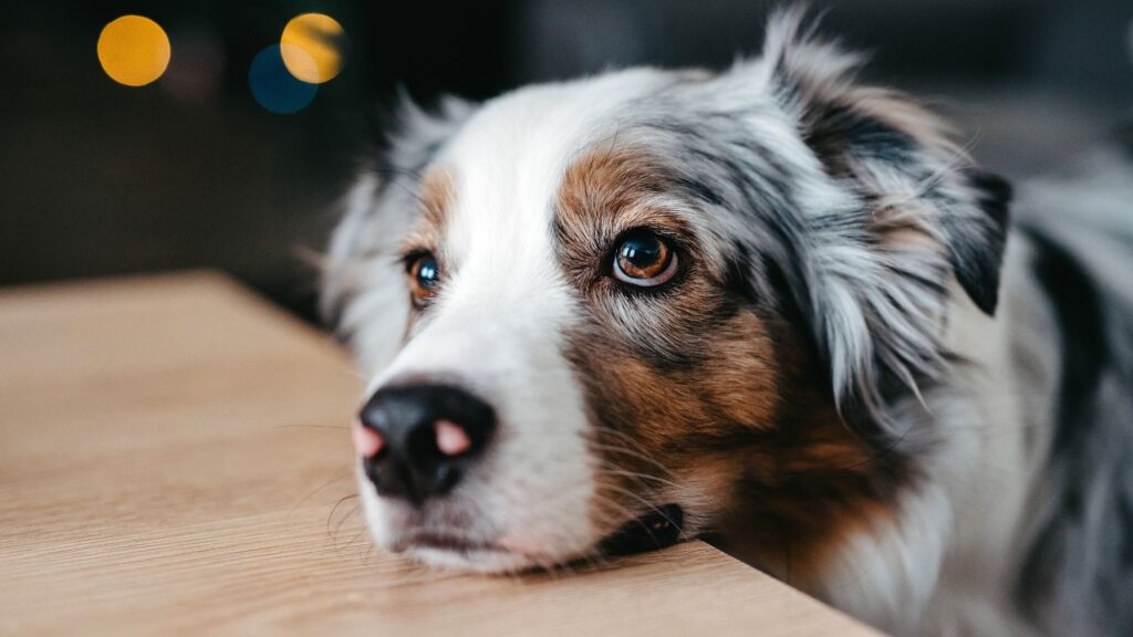 La scienza ha dimostrato che i cani sono in grado di provare non solo tristezza, ma anche sentimenti molto simili al lutto e alla depressione umana.