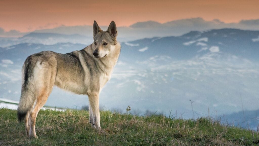 Il Cane Lupo Cecoslovacco nasce da un incrocio tra un Pastore Tedesco e una lupa dei Carpazi.