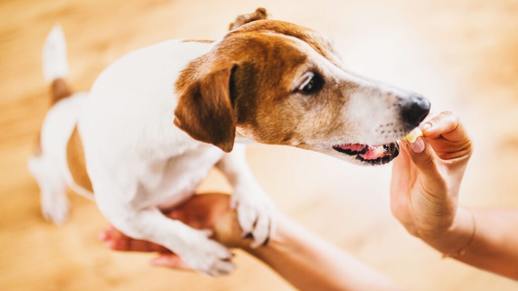 Quando il cane risponde al tuo comando, premialo sempre con gli Aniwell Stick, uno snack gustoso e al contempo salutare.