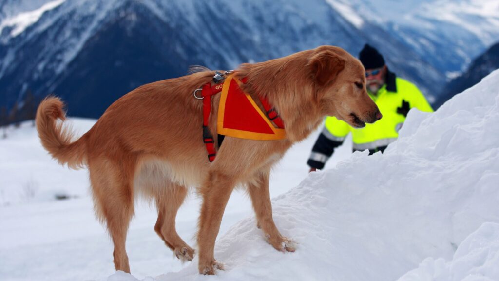 I cani giovani apprendono con maggiore facilità. Sarà più facile, quindi, addestrare un cucciolo a divenire un cane da soccorso. Con un cane adulto l'apprendimento sarà più lento e difficoltoso, ma non impossibile.