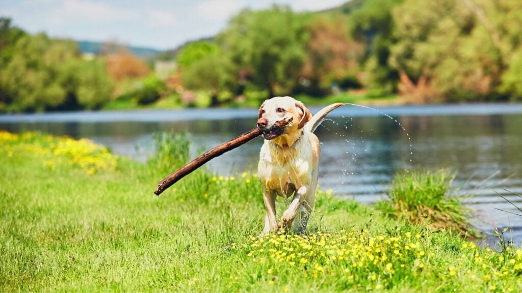 Il cane riceve gli stimoli esterni in modo impetuoso e ampio, ed è capace di comprendere la portata sia di un gesto d’affetto, sia quella di un atto negativo nei suoi confronti, reagendo di conseguenza.