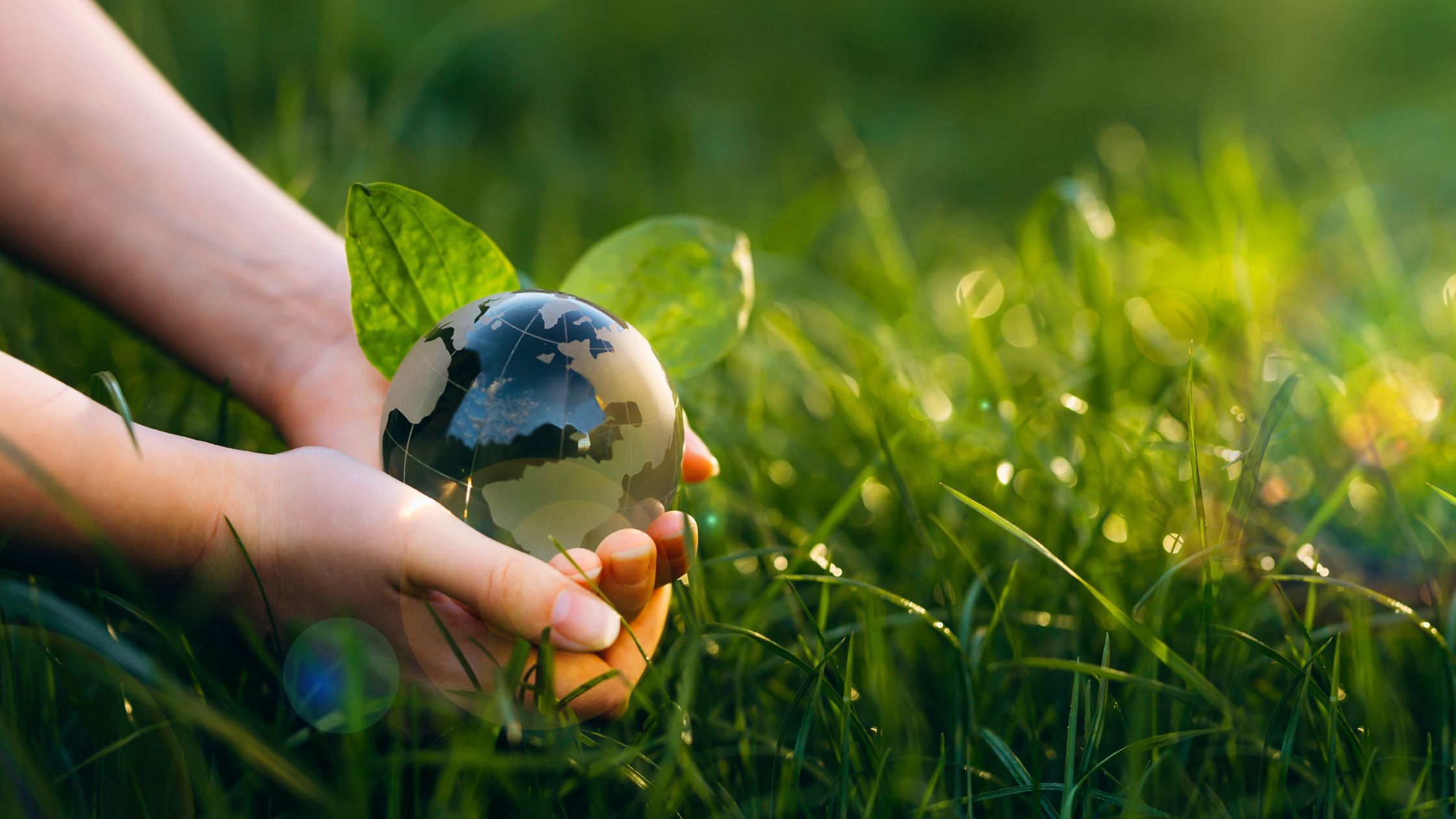 Aniwell Sceglie L’ecosostenibilità! Scopri Le 4 Caratteristiche Che ...