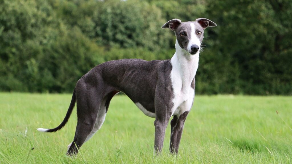 Il Whippet è un cane estremamente veloce e silenzioso, un ottimo cacciatore a vista dal pelo raso e dal muso allungato, imbattibile sulle brevi distanze ed incredibilmente resistente.