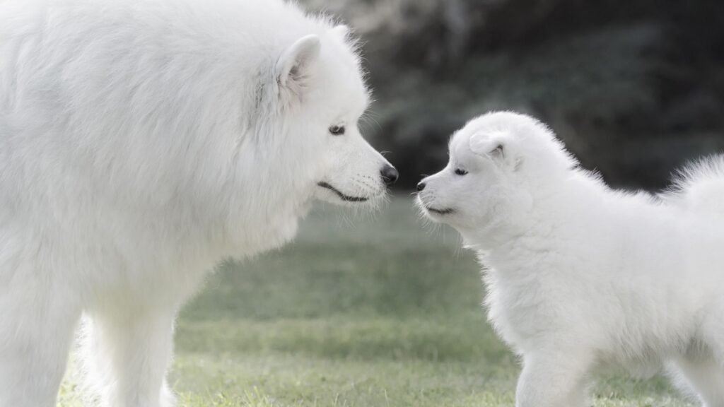 La mamma insegna ai suoi cuccioli a diventare autonomi e ad inserirsi nel contesto sociale.