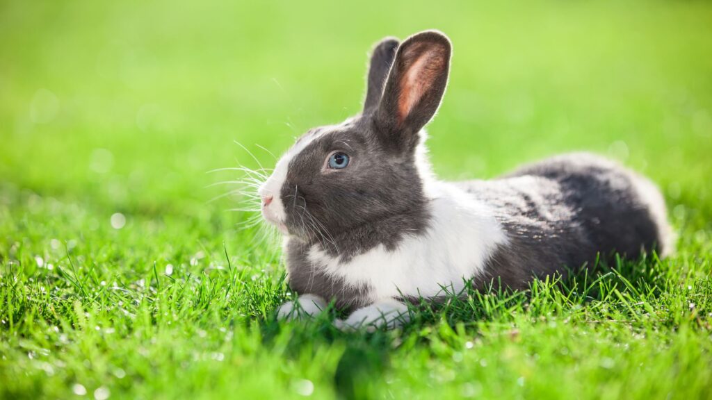 Le crocchette e le pappe Aniwell vengono prodotte nel pieno rispetto di tutti gli animali: non effettuiamo sperimentazioni né test clinici su esseri viventi e rifiutiamo qualsiasi pratica che possa comportare anche la più minima sofferenza.