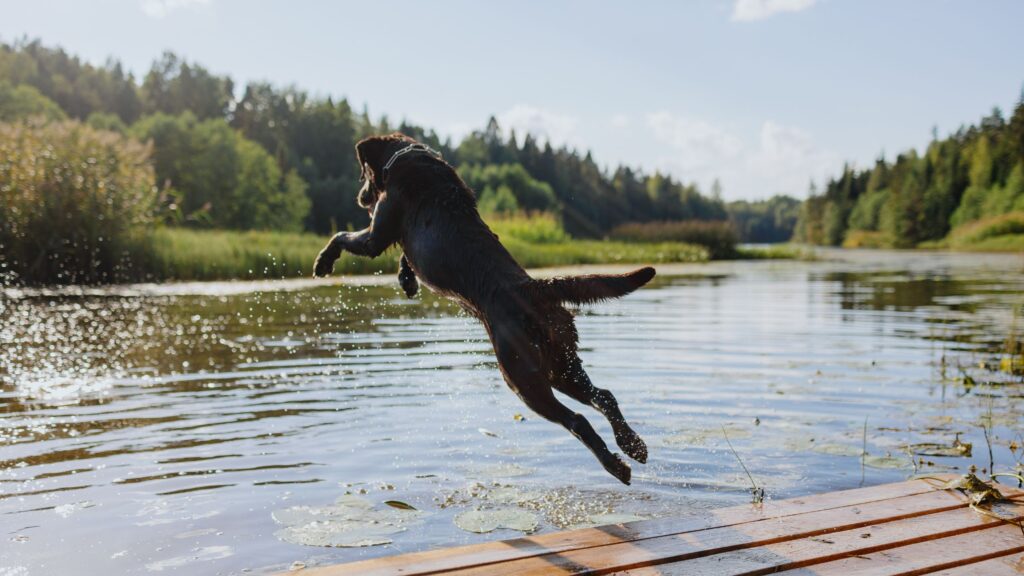 Non tutti i cani sono in grado naturalmente di nuotare. Scopri quali sono le razze più portate al contatto con l'acqua e quali, invece, no.