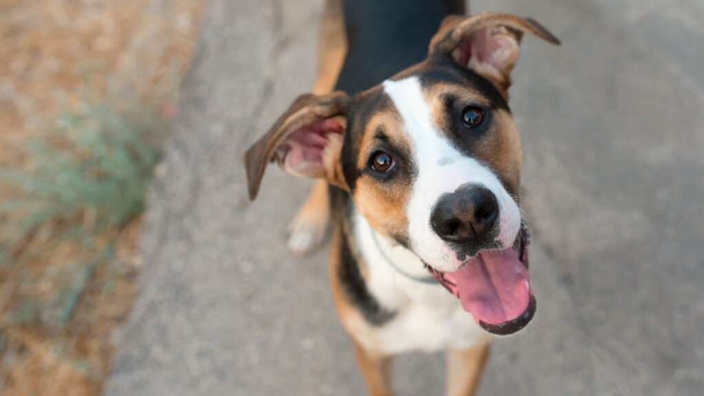 Il meticcio è un cane unico e irripetibile, nato da incroci di razze differenti, non modificate o selezionate artificialmente dall’uomo.