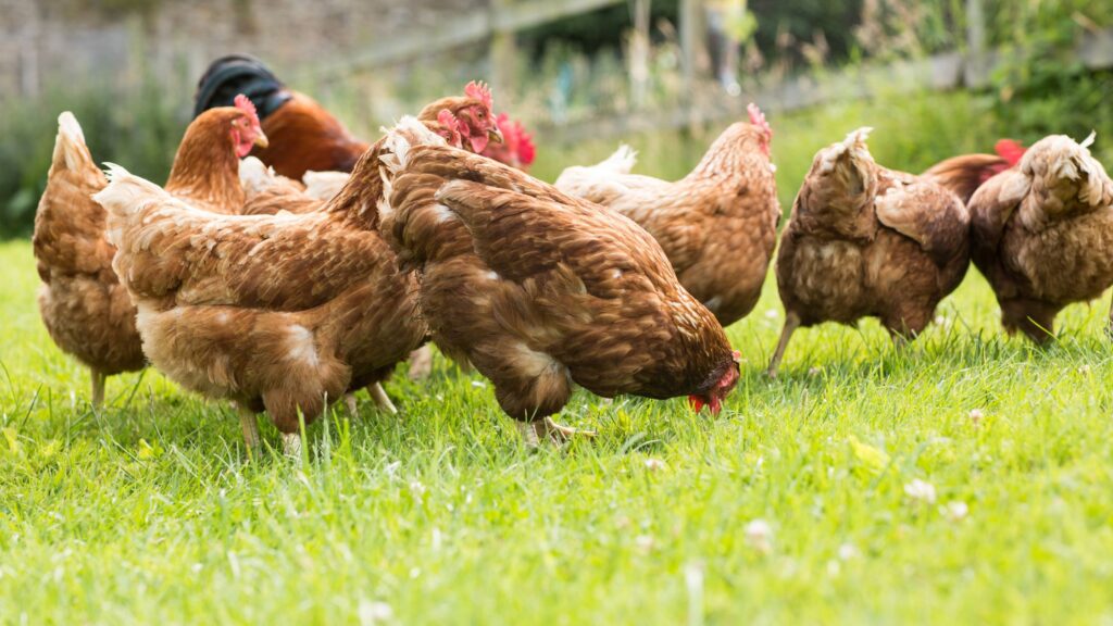 Per garantirti il massimo della qualità, le carni di pollo presenti negli alimenti Aniwell provengono esclusivamente da allevamenti biologici non intensivi, dove i mangimi utilizzati sono privi di OGM, dove è vietato l’utilizzo di agenti chimici promotori della crescita e dove gli animali vivono secondo i loro ritmi naturali.