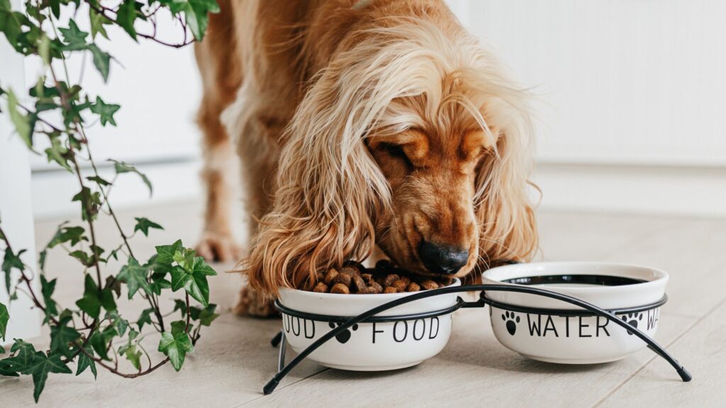 Le Crocchette cotte al forno ricche di pollo All Life Dogs, oltre ad essere ricche di principi nutritivi indispensabili per la salute e per il benessere del tuo cane, contengono anche alghe marine essiccate.