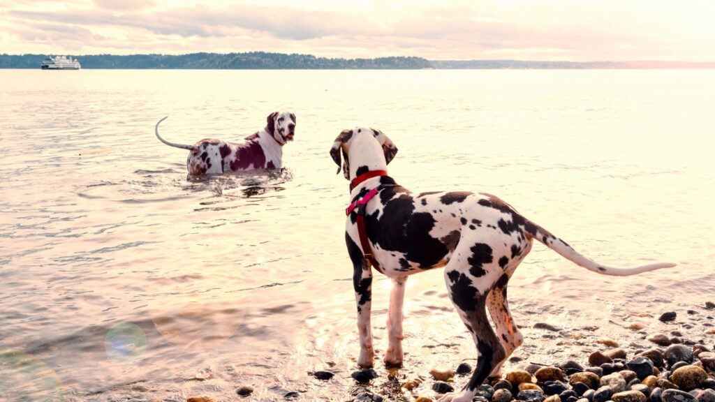 Sono molti i cani che non sono in grado di nuotare, ed essi devono questa difficoltà principalmente alle loro particolari caratteristiche fisiche.