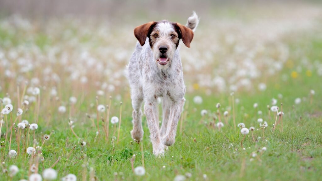 Il primo segreto per far sì che il nostro cane abbia un corretto stile di vita, che gli consenta di mantenersi sempre attivo e in salute, prevenendo l’insorgere di problemi articolari, è l’esercizio fisico.