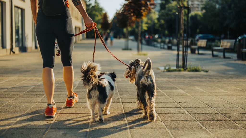 D'estate è meglio uscire in passeggiata durante le ore più fresche della giornata.