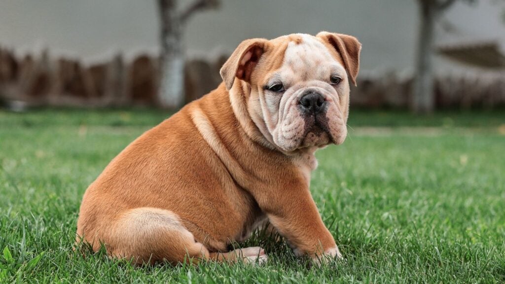 Il bulldog inglese è un cane da compagnia pacifico ed equilibrato.