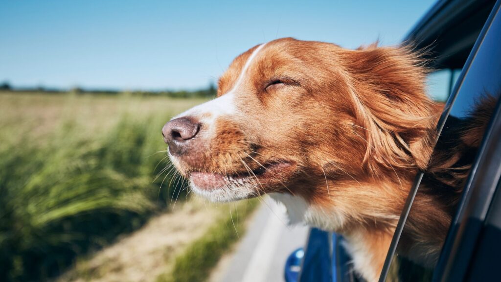 Far viaggiare il cane con il muso fuori dal finestrino è un'azione potenzialmente dannosa per lui.
