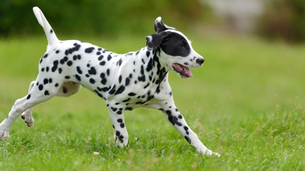 Il dalmata ha un particolare tipo di pelo bicolore chiamato arlecchino.