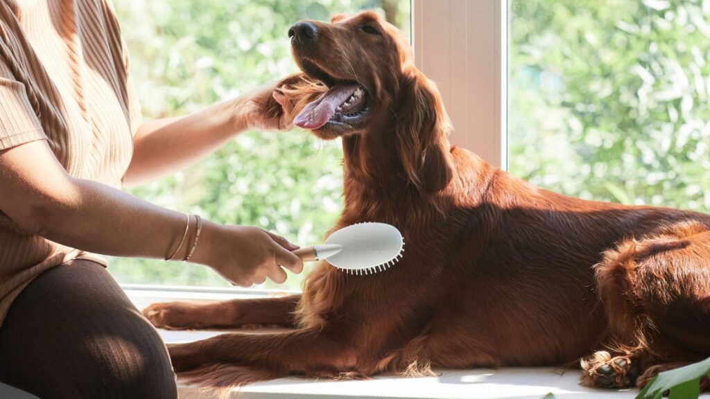 In estate spazzola spesso il tuo cane per eliminare il pelo in eccesso.