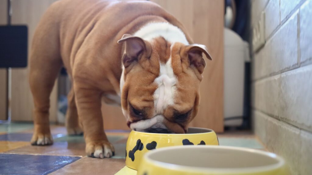 Il bulldog inglese è a rischio obesita, quindi nutrilo con pappe e crocchette di alta qualità, nelle giuste dosi.