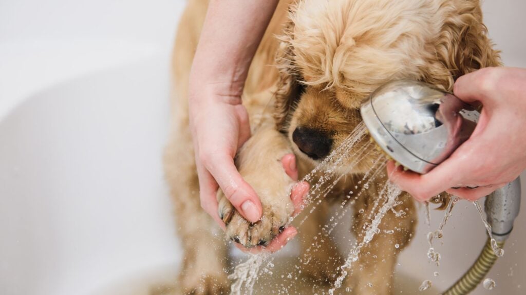 Se il tuo cane è vittima di un colpo di calore bagnali subito addome, orecchie e zampe.