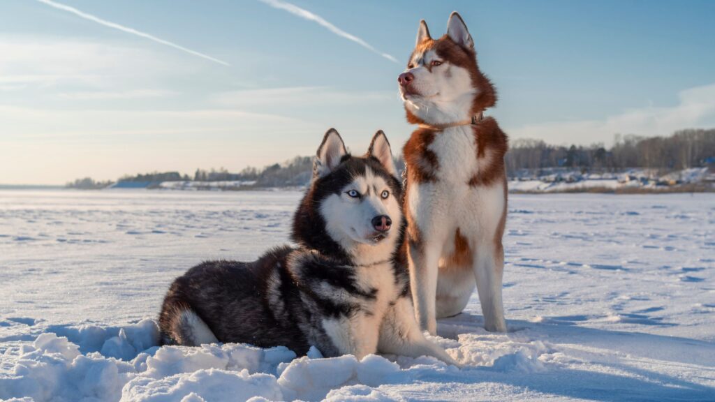 Tipica solo di alcune razze, come il Siberian Husky e altri cani nordici, la maschera è un disegno ben delineato posizionato sulla testa del cane.