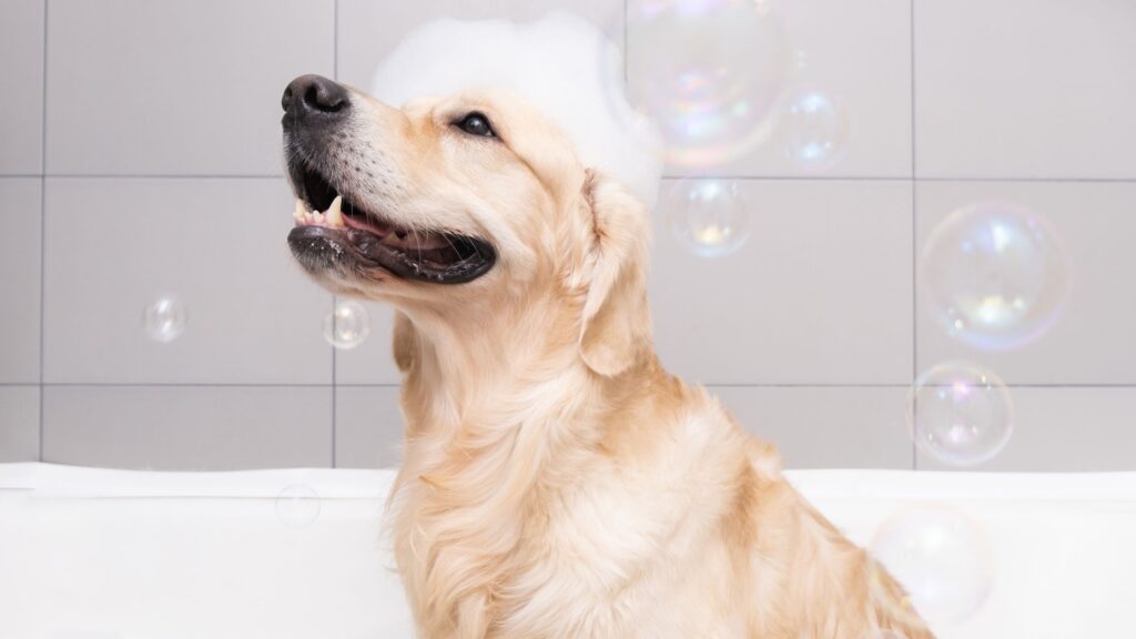 Lo Shampoo igienizzante per cani con estratti biologici Aniwell è stato appositamente studiato per detergere in modo delicato il pelo e la cute dei cani di tutte le razze.