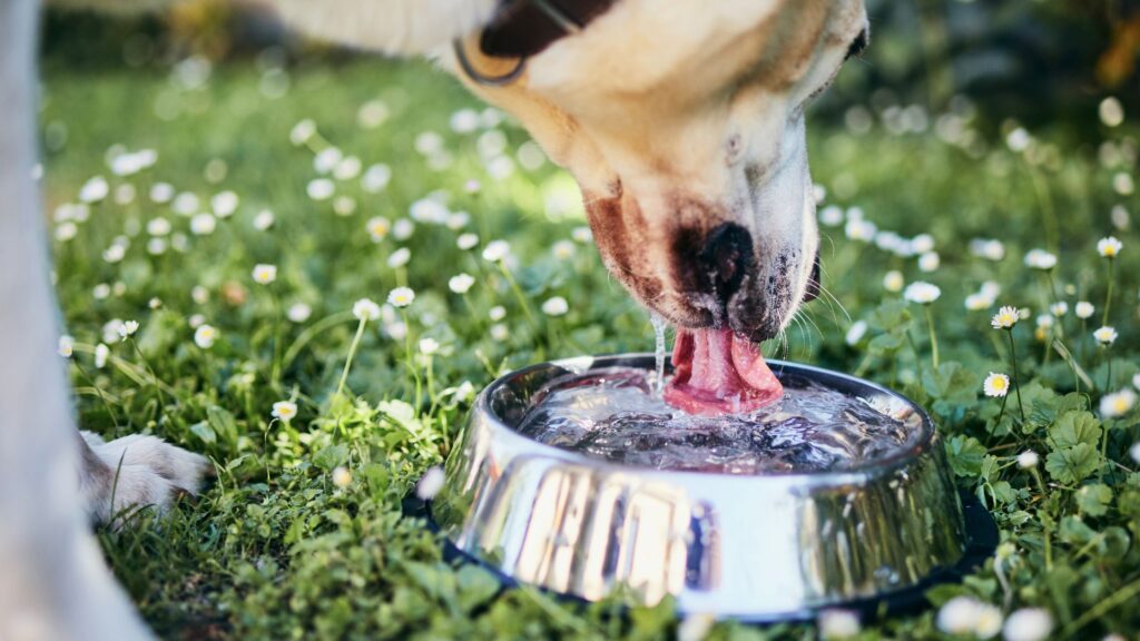 In estate, il cane deve avere acqua sempre fresca e pulita in abbondanza.