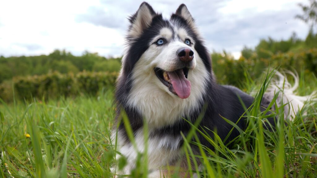 Non bisogna mai tosare completamente il cane, nemmeno in estate.