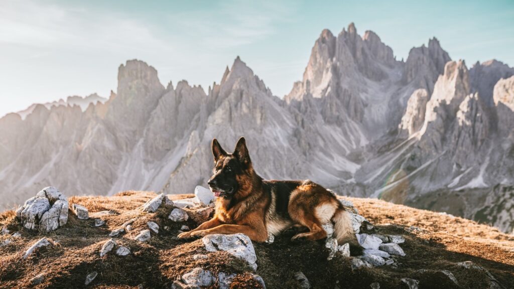 I cani da pastore, come il Pastore Tedesco, sono particolarmente adatti al trekking.