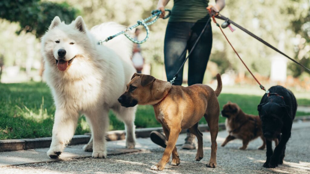 Il dog sitter ha il vantaggio di essere una persona di fiducia.