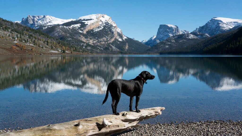 I cani da riporto, come il Labrador, sono molto adatti al trekking.