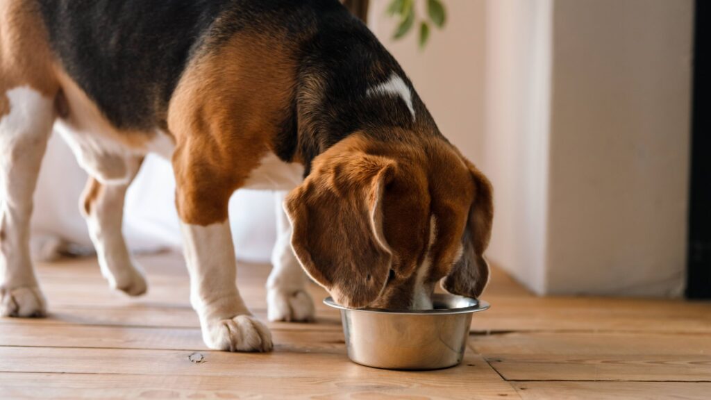 L'umido ideale per l'estate è il Bio Menù Grain Free ricco di pollo e tacchino della linea All Dogs di Aniwell.